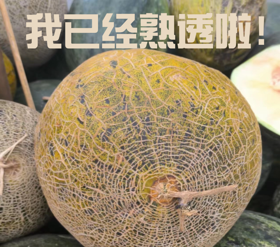 老婆是瓜情人是花累了吃瓜_吃瓜福利网_plu米勒吃瓜