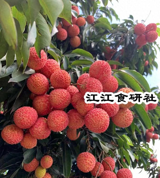 6月，这个“纯阳之果	”，吃对了补阳气、健脾还养心	，一觉到天亮_6月，这个“纯阳之果”，吃对了补阳气、健脾还养心	，一觉到天亮_